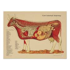 Cow Bovine Veterinary Internal Anatomy Chart