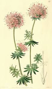 Image result for Otiophora scabra