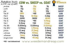 In fact, it contains thrice the amount of vitamin c and 10 times more iron compared to cow milk. Milk Showdown Cow Vs Sheep Vs Goat Which Is Best