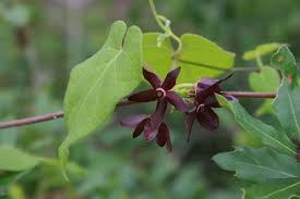 Image result for Melhania forbesii