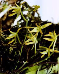 Image result for Rhipidoglossum densiflorum