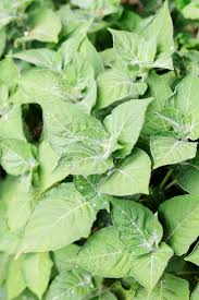 Image result for Hypoestes aristata