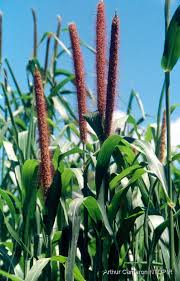 Image result for Cenchrus unisetus