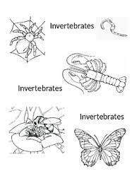 Find & download the most popular vertebrates vectors on freepik free for commercial use high quality images made for creative projects. Vertebrate Coloring Worksheets Teaching Resources Tpt