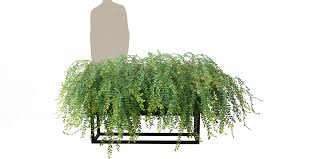 Image result for Phyllanthus boehmii