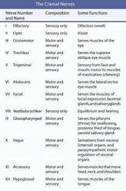 Cranial Nerves Rishabh Tiwari S Blog Cranial Nerves Mnemonic Cranial Nerves Mnemonic Cranial Nerves Nursing School
