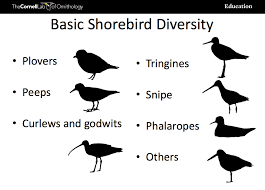 Birds That Start With A P Pin On Fauna