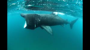 Basking shark cruise ship passengers spot giant shark. Encounters With Giant Sharks In Arctic Waters Blb