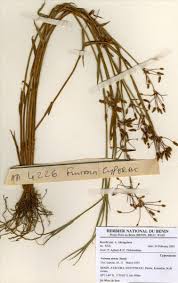 Image result for Fuirena stricta