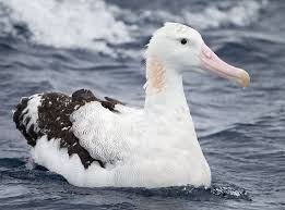 Image Result For What Animals Live In Antarctica Bird Breeds Antarctic Animals Albatross