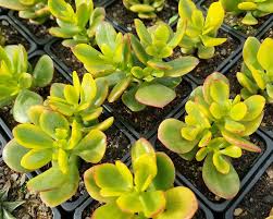 Image result for Cotyledon barbeyi