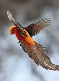 faisan dorado beautiful birds nature birds pretty birds