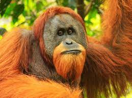 Rasa cinta merupakan sebuah anugerah yang diberikan oleh tuhan kepada manusia. Orang Utan Telah Beradaptasi Dengan Manusia Selama 70 Ribu Tahun