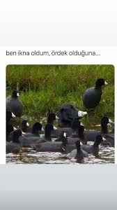 Gulnisa Ekinci Adli Kullanicinin Ilginc Ve Komik Panosundaki Pin 2020 Komik Seyler Karikatur Kitabi Komik