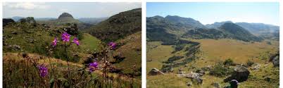 Image result for Olea chimanimani