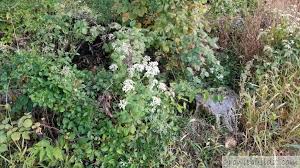 White snakeroot is a fall blooming wild flower with lots of interesting traits. White Snakeroot Facts Identification Growit Buildit