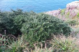 Image result for Balthasaria