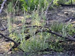 Image result for Pseudognaphalium oligandrum