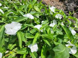 Image result for Ipomoea aquatica