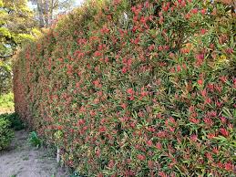 Image result for Podocarpus