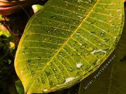 Tanaman bunga merupakan salah satu makhluk hidup yang memiliki rupa yang cantik, dan sebagian besar memiliki wangi yang harum. Gambar Daun Berembun Daun Gambar