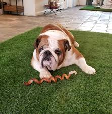 Mike was educated at sonoma state university graduating with a degree in computer science. Pet Paradise Home Facebook