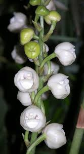 Peristeria elata is a species of orchid occurring from central america to panamá, venezuela and ecuador. Pin On Orchid Flowers 1