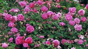 We did not find results for: What Is An Old Garden Rose Finegardening