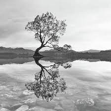 Black And White Wanaka Tree By Joshua Small Black And White Landscape Black And White Wall Art Landscape Photography