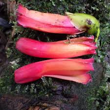 Image result for Campylospermum hiernii