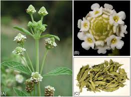 Image result for Lippia woodii