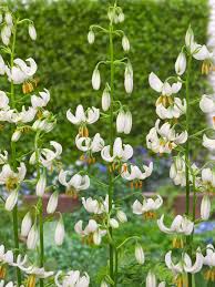 Image result for Lilium martagon Alba
