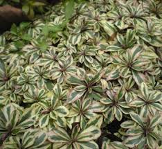 Image result for Arabis