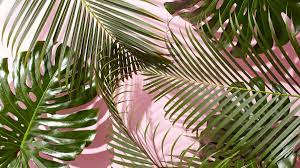 Galaxy s20 ultra boho tropical palm leaves aesthetic palm tree leaf case : Aesthetic Palm Leaves Wallpapers Top Free Aesthetic Palm Leaves Backgrounds Wallpaperaccess