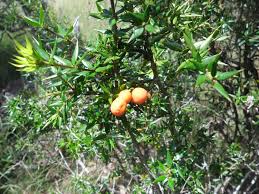 Image result for Alyxia