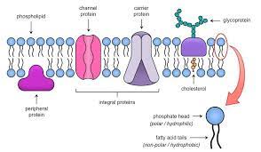 Biology Lessons Biology Notes Plasma Membrane