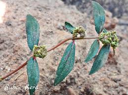 Image result for Euphorbia inaequilatera