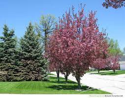 We did not find results for: Thunderchild Crabapple Malus X Thunderchild Bylands Nurseries Ltd