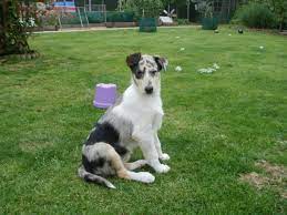 Jul 07, 2021 · the smooth collie club of great britain puppies & adults available last updated 16 june 2021 the sccgb makes no warranty as to the quality or fitness of any puppies or older dogs offered for sale. Smooth Collie Puppy Whitstable Kent Pets4homes