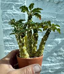 Image result for Dorstenia schliebenii