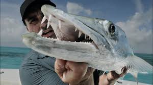 There are no featured audience reviews yet. Tropical Mixed Bag Florida Sportsman