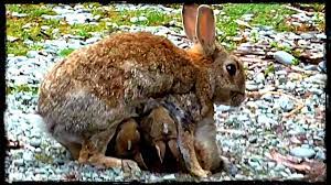 Rabbit mothers nurse their babies for approximately 5 minutes a day. Rare Footage Of A Wild Rabbit Feeding Her Babies Youtube