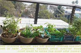 Terrace Garden In India More Picture Terrace Garden In India Please Visit Www Infagar Com Buy Seeds And Pl Terrace Garden Climbing Plants Rooftop Garden