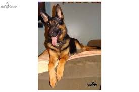 Named after general anthony wayne and incorporated in 1840, the city of fort wayne is indiana's second largest city with a population of more than 250,000. German Shepherd Puppies For Sale In Fort Wayne Indiana Petsidi