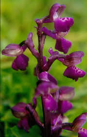 Image result for Brachycorythis buchananii