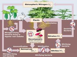 science for kids nitrogen cycle