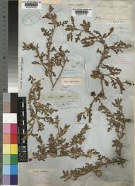 Image result for Solanum supinum