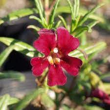 Mimulus Jack Red Monkeyflower Shrub Diplacus Habitat Garden Shrubs Planting Flowers