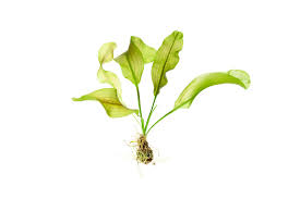 Image result for Aponogeton desertorum