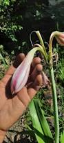 Image result for Crinum verdoorniae